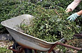 PRUNING CEANOTHUS,  TIDYING UP