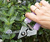 PRUNING CEANOTHUS