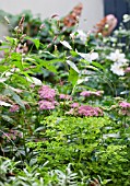 ISLINGTON COURTYARD GARDEN  DESIGNED BY: EARTH DESIGNS.