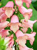 DIGITALIS ILLUMINATION PINK, RHS CHELSEA BEST PLANT 2012