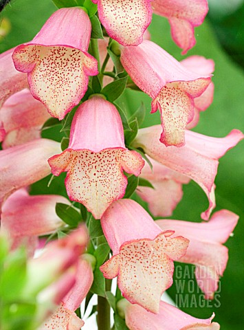 DIGITALIS_ILLUMINATION_PINK_RHS_CHELSEA_BEST_PLANT_2012