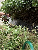 PRUNING CEANOTHUS