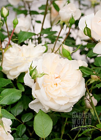 ROSA_THE_QUEENS_JUBILEE_ROSE_Beajubilee_PETER_BEALES_ROSES