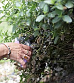 PRUNING CEANOTHUS