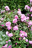 THE LAURENT PERRIER BICENTENARY GARDEN, DESIGNER ARNE MAYNARD, RHS CHELSEA FLOWER SHOW 2012.  ROSA REINE DES VIOLETTES.