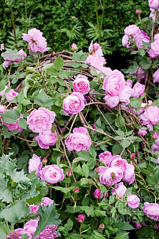 THE_LAURENT_PERRIER_BICENTENARY_GARDEN_DESIGNER_ARNE_MAYNARD_RHS_CHELSEA_FLOWER_SHOW_2012__ROSA_REIN