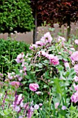 THE LAURENT PERRIER BICENTENARY GARDEN, DESIGNER ARNE MAYNARD, RHS CHELSEA FLOWER SHOW 2012.  ROSA REINE DES VIOLETTES.