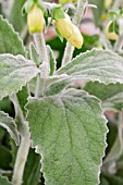 DIGITALIS SILVER CUB, DOWNY SOFT FOLIAGE