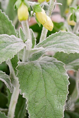 DIGITALIS_SILVER_CUB_DOWNY_SOFT_FOLIAGE