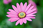 OSTEOSPERMUM STARDUST