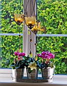 THREE GLAVANISED CONTAINERS WITH CYCLAMEN AND GARDENIA ON WINDOW SILL