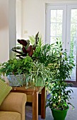 HOUSEPLANT FOLIAGE GROUP - CHLOROPHYTUM, CALATHEA, ADIANTUM RADDIANUM, FICUS BENJAMINA VARIEGATA, CHAMAEDOREA ELEGANS