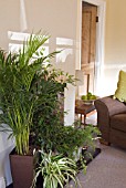 HOUSEPLANT FOLIAGE GROUP - CHLOROPHYTUM, CALATHEA, ADIANTUM RADDIANUM, FICUS BENJAMINA VARIEGATA, CHAMAEDOREA ELEGANS