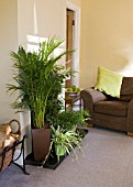 HOUSEPLANT FOLIAGE GROUP - CHLOROPHYTUM, CALATHEA, ADIANTUM RADDIANUM, FICUS BENJAMINA VARIEGATA, CHAMAEDOREA ELEGANS