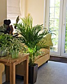 HOUSEPLANT FOLIAGE GROUP - CHLOROPHYTUM, CALATHEA, ADIANTUM RADDIANUM, FICUS BENJAMINA VARIEGATA, CHAMAEDOREA ELEGANS