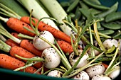 MINI VEGETABLES,  CARROTS, TURNIPS, LEEKS AND MANGE TOUT.