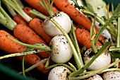 MINI VEGETABLES,  CARROTS,  LEEKS, TURNIPS AND MANGE TOUT.