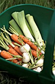 MINI VEGETABLES,  CARROTS,  LEEKS, TURNIPS AND MANGE TOUT.