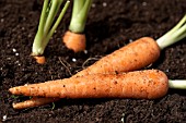 MINI VEGETABLES,  CARROTS GROWING AND LIFTED.