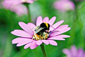 BEE ON OSTEOSPERMUM STARDUST