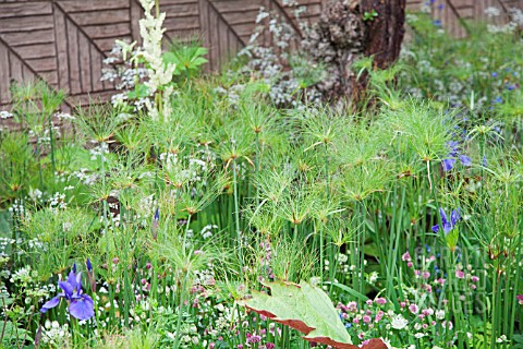 RHS_CHELSEA_FLOWER_2013_BQ_SENTEBALE_GARDEN_DESIGNER_JINNY_BLOM__REMEMBER_THE_CHILDREN