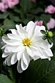 DAHLIA GALLERY SERIES,  WHITE