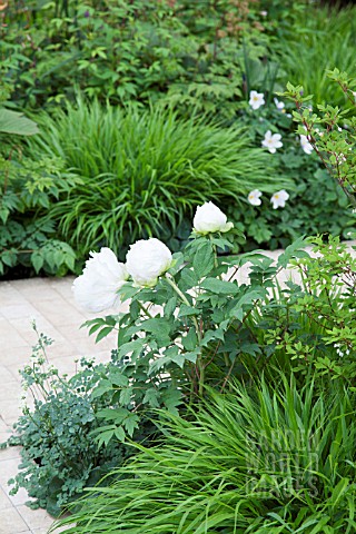 RHS_CHELSEA_FLOWER_SHOW_2013__THE_LAURENTPERRIER_GARDEN__DESIGNER_ULF_NORDFJELL