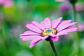 OSTEOSPERMUM STARDUST