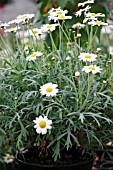 ARGYRANTHEMUM,  MARGUERITE