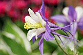 AQUILEGIA BLUE STAR