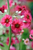 PRIMULA PULVERULENTA