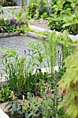 RHS CHELSEA FLOWER SHOW 2013,   THE WASTELAND GARDEN, DESIGNER KATE GOULD.  GOLD MEDAL WINNER