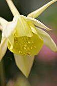 AQUILEGIA CHRYSANTHA YELLOW QUEEN