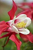 AQUILEGIA RED HOBBIT