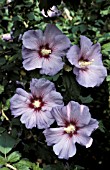 HIBISCUS SYRIACUS BLUE BIRD,  OISEAU BLEU