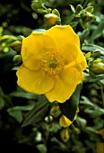 HYPERICUM ROWALLANE