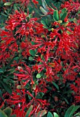 EMBOTHRIUM COCCINEUM,   CHILEAN FIRE BUSH