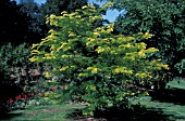 GLEDITSIA TRIACANTHOS,  SUNBURST,  WHOLE TREE IN GARDEN