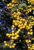 MALUS GOLDEN HORNET,  FLOWERING CRAB APPLE