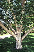 BETULA ERMANII TRUNK AND BARK WITH LAWN