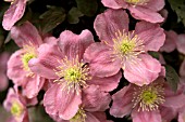 CLEMATIS MONTANA TETRAROSE