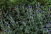 ECHINOPS VEITCHS BLUE THISTLE LIKE FLOWERS ON STOUT STEMS WITH GREY GREEN FOILAGE.