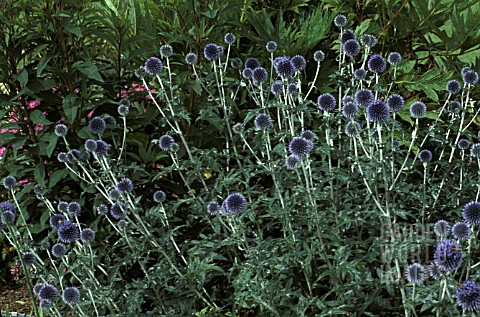 ECHINOPS_VEITCHS_BLUE_THISTLE_LIKE_FLOWERS_ON_STOUT_STEMS_WITH_GREY_GREEN_FOILAGE