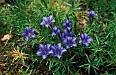 GENTIANA,  SINO ORNATA,  GROWING AS A CLUMP