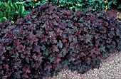 HEUCHERA PALACE PURPLE