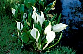 LYSICHITON CAMTSCHATCENSE,  WHITE SKUNK CABBAGE,  BOG ARUM,  WHOLE PLANT BY RIVERSIDE