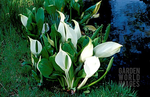 _LYSICHITON_CAMTSCHATCENSE__WHITE_SKUNK_CABBAGE__BOG_ARUM__WHOLE_PLANT_BY_RIVERSIDE