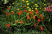 CROCOSMIA FIREBIRD HELIANTHUS MULTIFLORUS LODDON GOLD