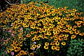 HELENIUM WYNDLEY