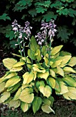 HOSTA GOLD STANDARD